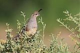 Gambel's Quail